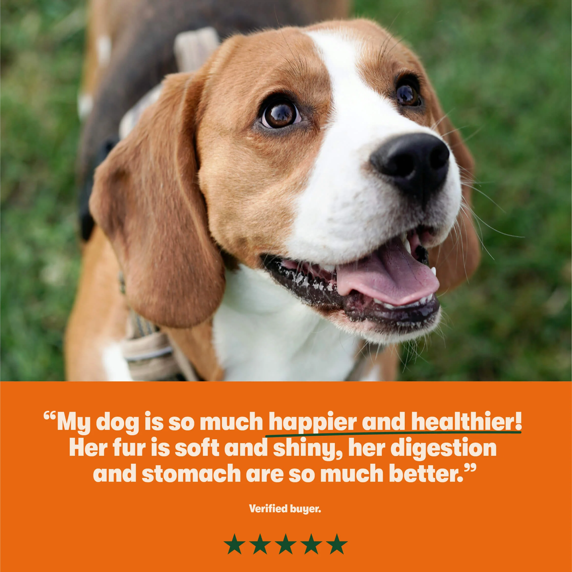 Grain Free Mixed Wet Dog Food Bumper Pack 16 x 400g - Image 3